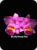 Rlc. Nij Forty Four